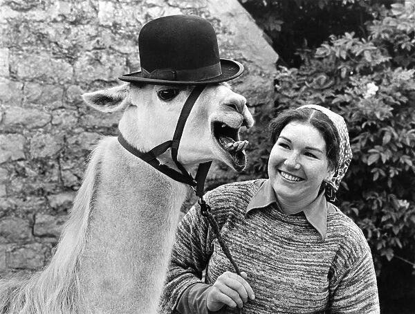 Libby the llama with Julie Cook. July 1977 P004171