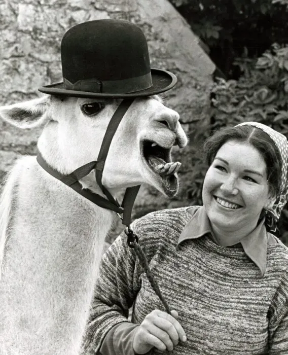 Framed Print : Libby the Llama wearing a bowler hat with owner Julie Cook in her tiny Yorkshire village Framed Print : Libby the Llama wearing a bowler hat with owner Julie Cook in her tiny Yorkshire village