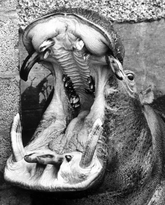 Framed Print : Life is just one big yawn'for Harry the Hippo at Coventry Zoo park