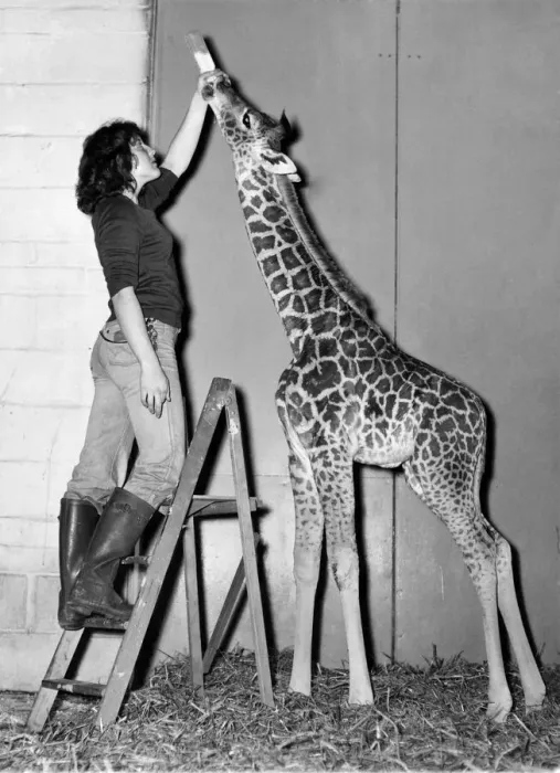 Framed Print : Life at the top for keeper Andrea Bignell with baby Elizabeth at Marwell zoo Framed Print : Life at the top for keeper Andrea Bignell with baby Elizabeth at Marwell zoo
