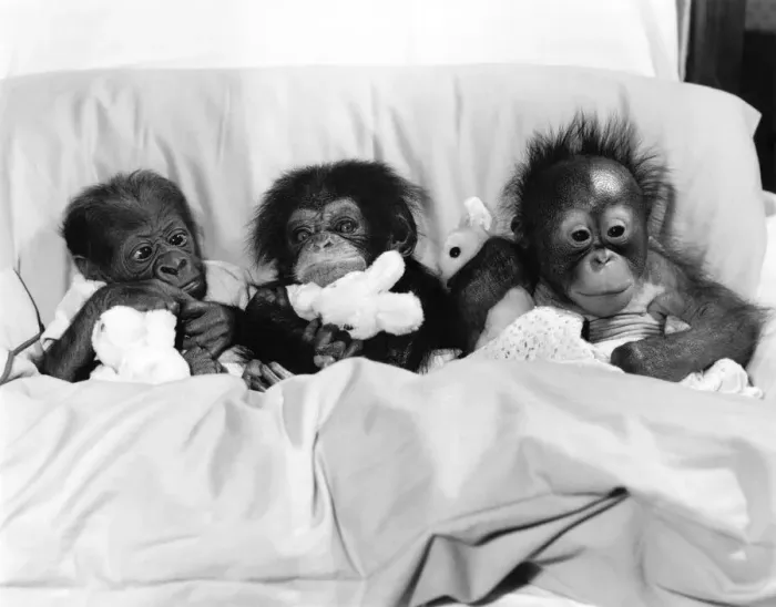 Framed Print : Life is one long cuddle for these three babies. Tucked up in bed with their toys Framed Print : Life is one long cuddle for these three babies. Tucked up in bed with their toys