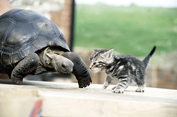 Lightning, the 10 year old giant tortoise, meets a four week old kitten. June 1983