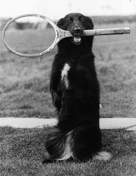 Lindy Lou the Dog with tennis racket in mouth 1980