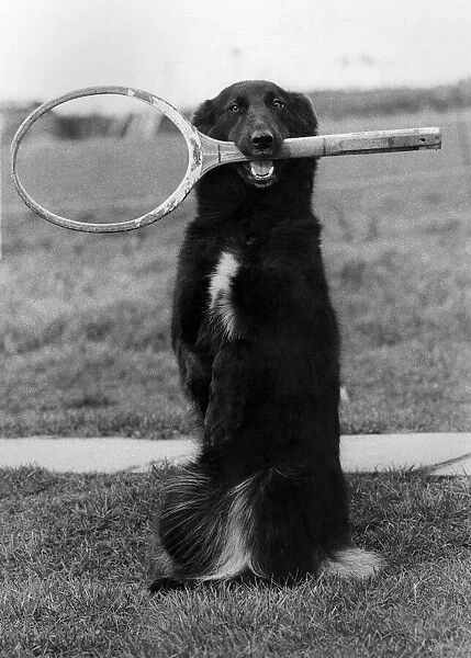 Lindy Lou the tennis dog with a racket in her mouth. February 1980 P011747