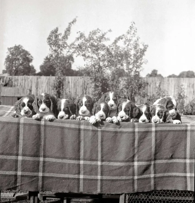 Framed Print : A line of springer spaniel puppies on a table circa 1950s dog dogs animals pet