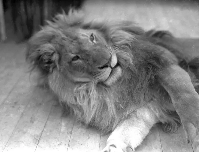 Framed Print : Lion at Chessington Zoo, 10th April 1933 Framed Print : Lion at Chessington Zoo, 10th April 1933