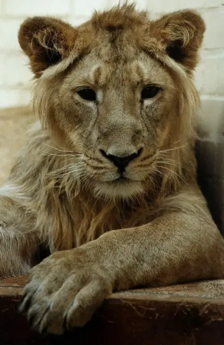 Framed Print : Lion circa 1991