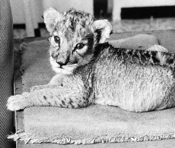 The Lion cub born at Lambton Lion Park