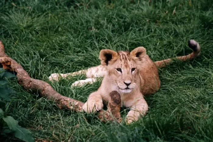 Framed Print : Lion Cub circa 1994 Framed Print : Lion Cub circa 1994