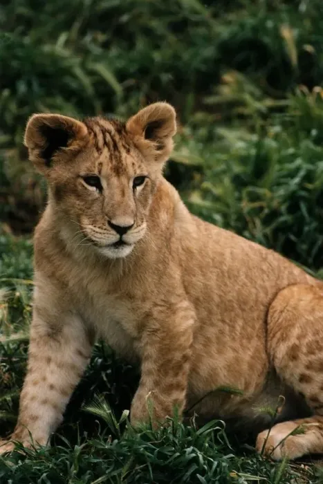 Framed Print : Lion Cub circa 1994