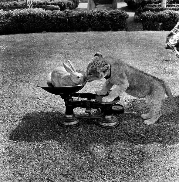 Lion cub and rabbit at Chessington Zoo. June 1953 D3375