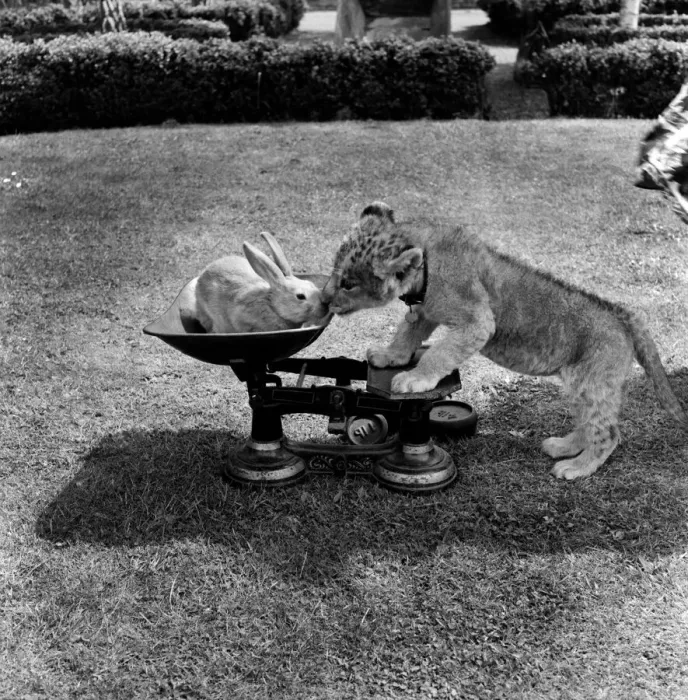 Framed Print : Lion cub and rabbit at Chessington Zoo. June 1953 D3375 Framed Print : Lion cub and rabbit at Chessington Zoo. June 1953 D3375