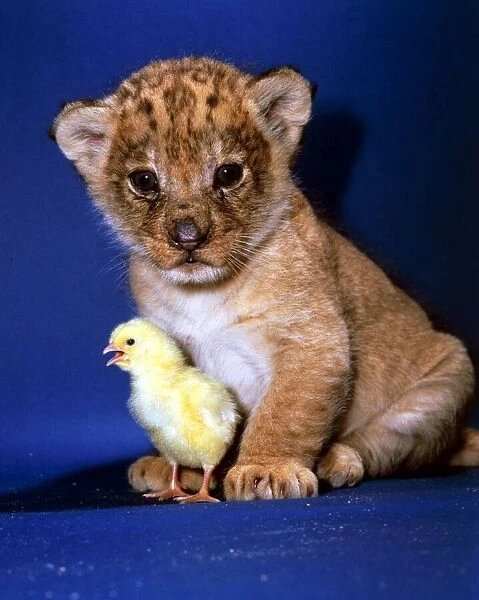 A Lion Cub with a tiny chick February 1987