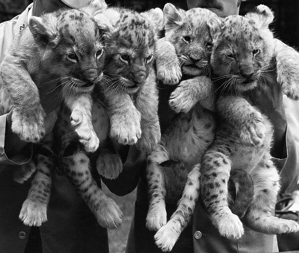 Four lion cubs, born to Kim and Singh on the 10th June 1971 met visitors for the first
