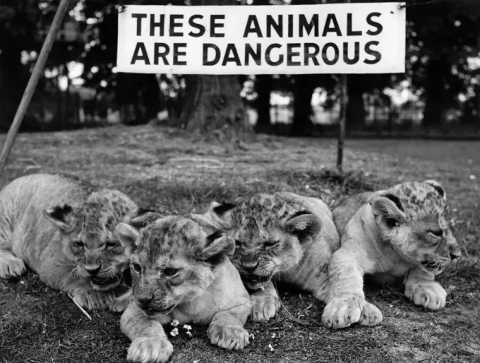 Framed Print : Lion Cubs of Chessington Zoo. Zena, Tim, Tom and Tony, relax on the lawn at Chessington Framed Print : Lion Cubs of Chessington Zoo. Zena, Tim, Tom and Tony, relax on the lawn at Chessington