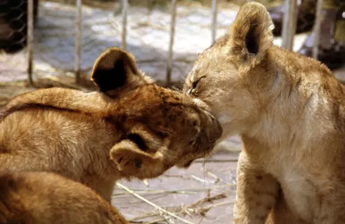 Framed Print : Lion cubs at Lion Park in Johannesburg South Africa April 1973 Framed Print : Lion cubs at Lion Park in Johannesburg South Africa April 1973