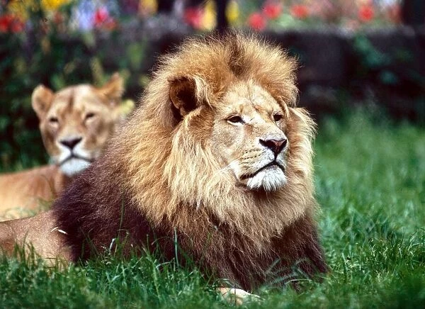 A Lion and lioness laying down in the grass at a zoo in England July 1971