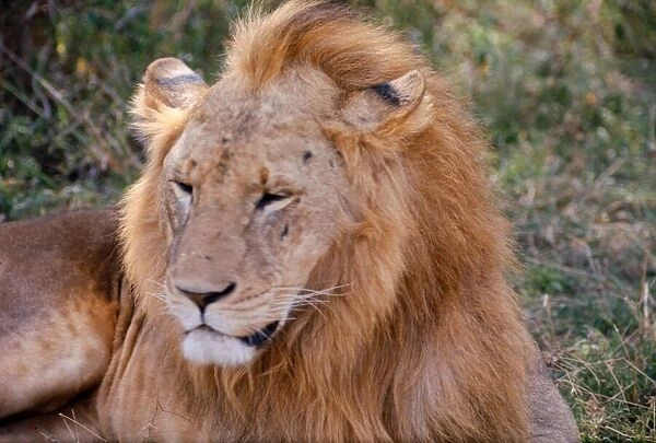 Lion, Nairobi Game Park in Kenya February 1971