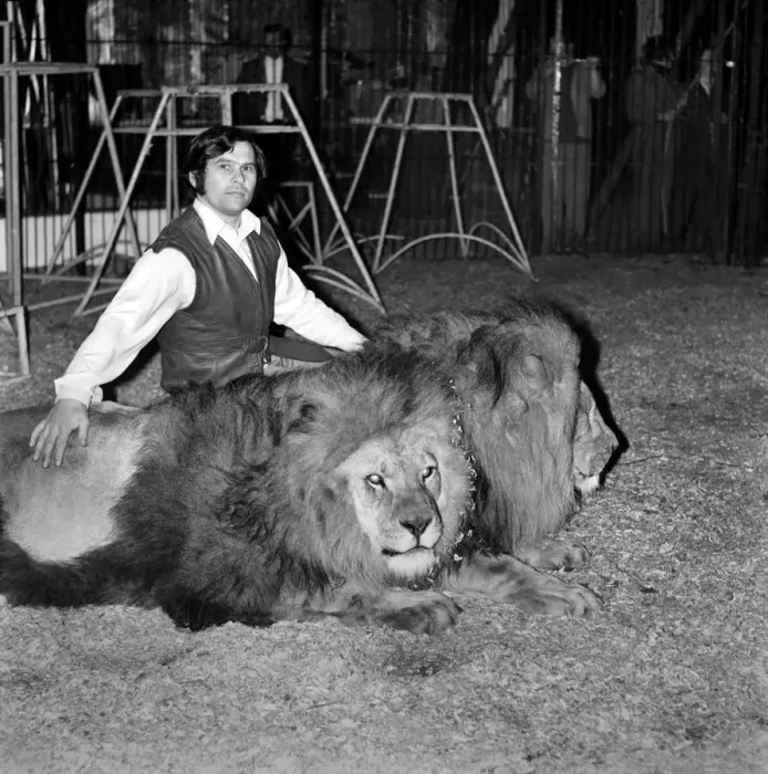 Framed Print : Lion trainer Richard Collins. January 1975 75-00162-001 Framed Print : Lion trainer Richard Collins. January 1975 75-00162-001