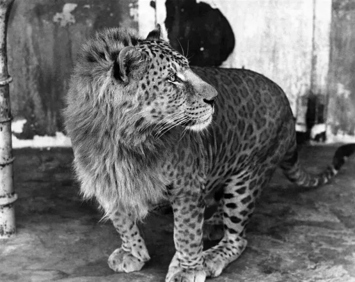 Framed Print : The Lion Who Just Cant Change His Spots: Johnny is a mixed up cat Framed Print : The Lion Who Just Cant Change His Spots: Johnny is a mixed up cat