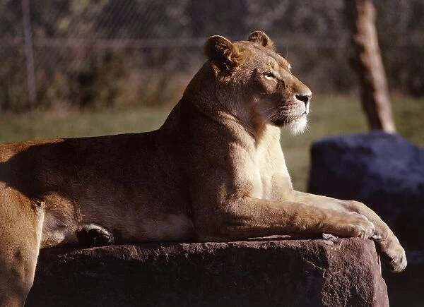 A lioness at Chester Zoo October 1977