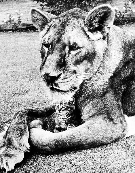 A Lioness lays down with a kitten between her outstretched front legs circa 1935