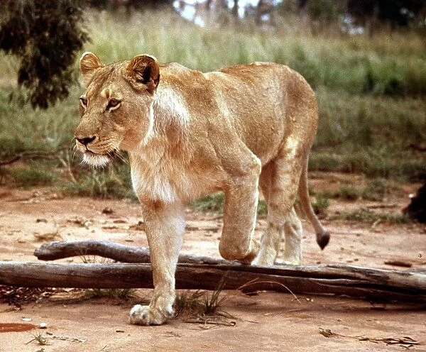 A lioness at Lion Park in Johannesburg South Africa April 1973