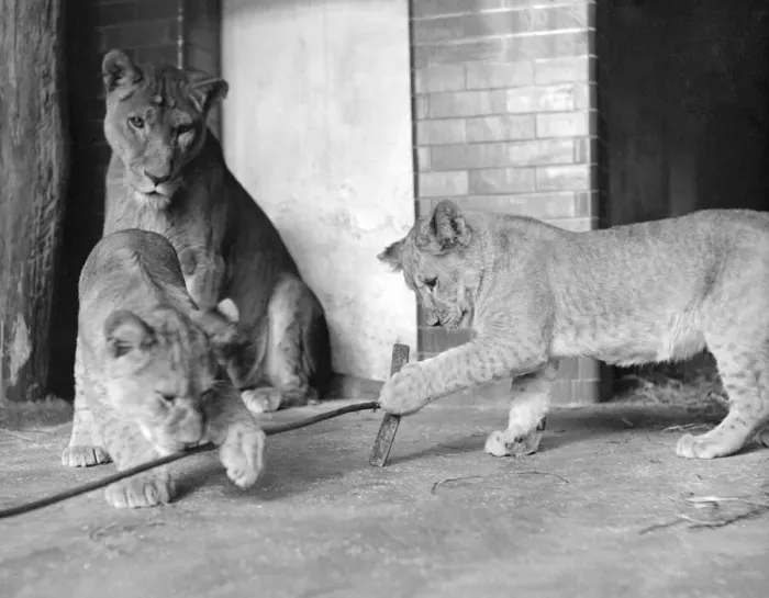 Framed Print : A Lioness watches her two cubs plays in the Lions enclosure in London Zoo circa