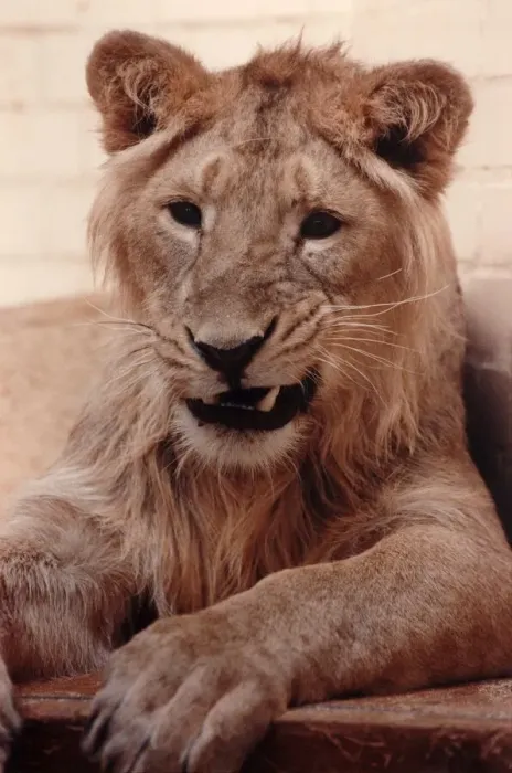 Framed Print : A lioness at a zoo in England. Circa 1992 P004167 Framed Print : A lioness at a zoo in England. Circa 1992 P004167