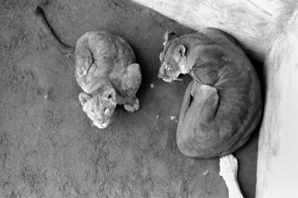 Lions and Cubs at Dudley Zoo. February 1975 75-00978-002