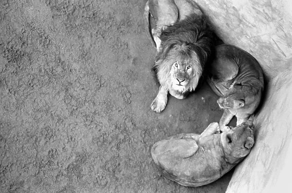 Lions and Cubs at Dudley Zoo. February 1975 75-00978-004