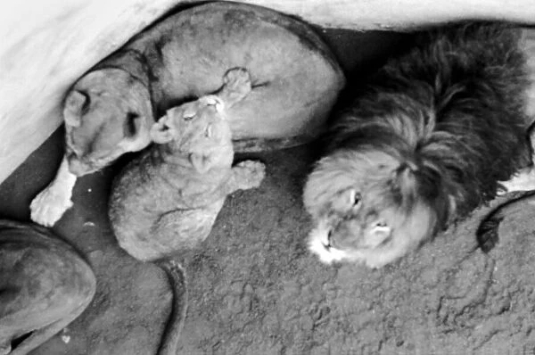Lions and Cubs at Dudley Zoo. February 1975 75-00978-005