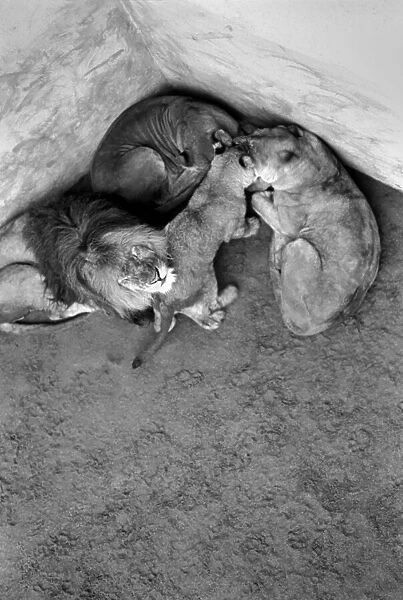 Lions and Cubs at Dudley Zoo. February 1975 75-00978-008