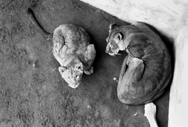 Lions and Cubs at Dudley Zoo. February 1975 75-00978-009