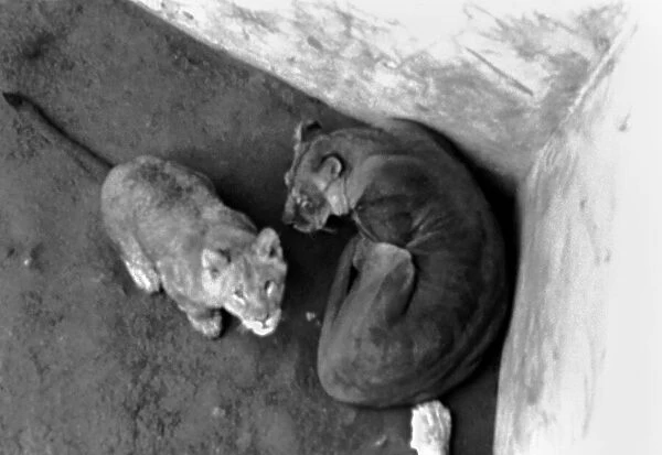 Lions and Cubs at Dudley Zoo. February 1975 75-00978-010