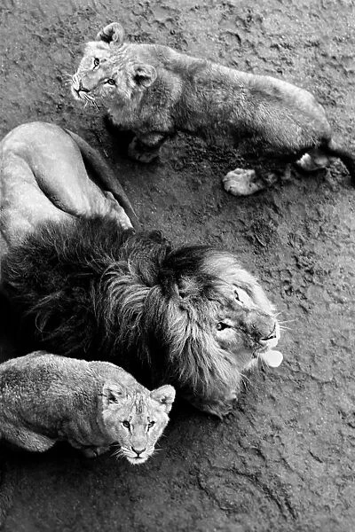Lions and Cubs at Dudley Zoo. February 1975 75-00978