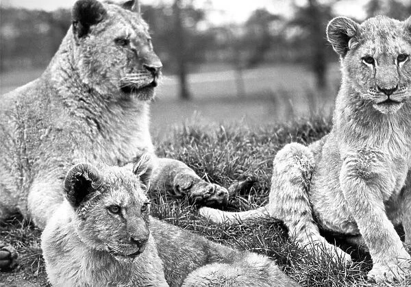 Some of the lions at Lambton Pleasure Park in April 1978