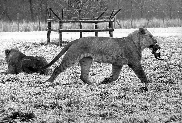 Lions playing at Lambton Pleasure Park in January 1978