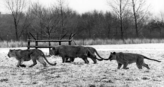 Framed Print : Lions running round in the snow at Lambton Pleasure Park in July 1978 Framed Print : Lions running round in the snow at Lambton Pleasure Park in July 1978