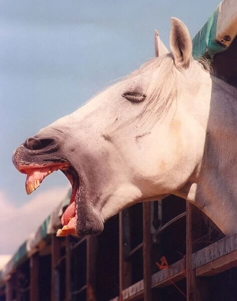 A Lipizzaner stallion enjoying a joke