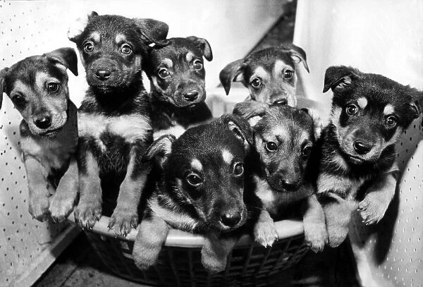 A litter of Alsatian puppies