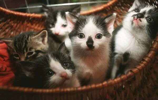 A litter kittens in a basket