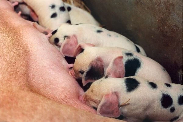A litter of piglets at feeding time