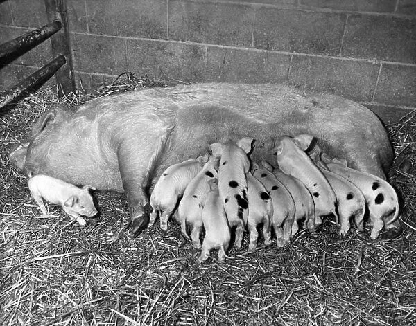 A litter of pigs feeding except for the runt