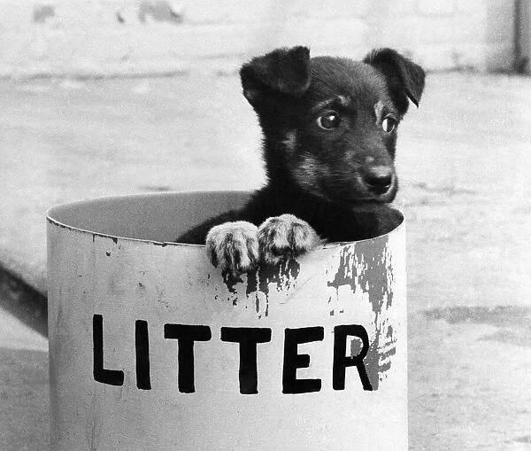 Litter Pup. 7 week old 'Dusty s'life so far has been rubbish