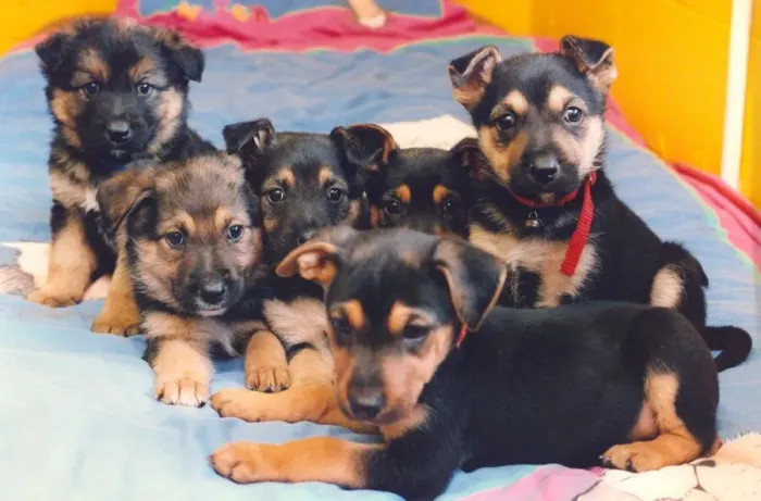 Framed Print : A litter of puppies on a bed Framed Print : A litter of puppies on a bed