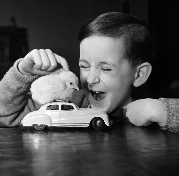 A little boy with a baby chick. 13th March 1954