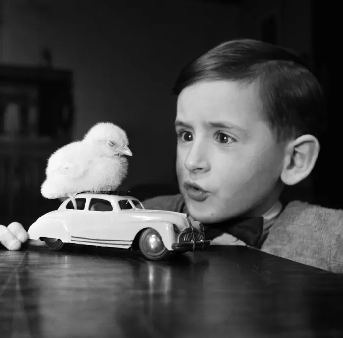 Framed Print : A little boy with a baby chick. 13th March 1954 Framed Print : A little boy with a baby chick. 13th March 1954