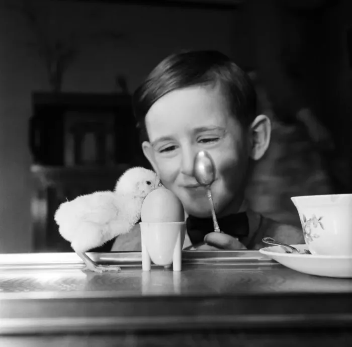 Framed Print : A little boy with a baby chick. 13th March 1954 Framed Print : A little boy with a baby chick. 13th March 1954