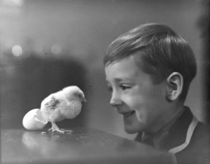 Framed Print : Little boy with newly hatched chick. DM 24 / 3 / 1951 B846 / 2 Framed Print : Little boy with newly hatched chick. DM 24 / 3 / 1951 B846 / 2
